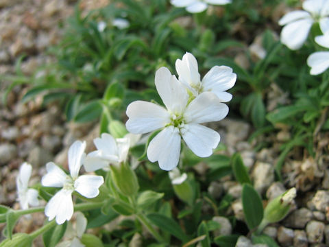 Silene sakhalinensis