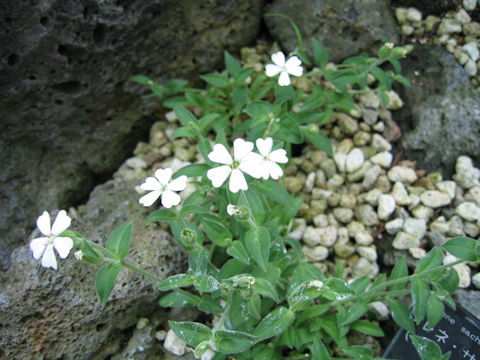 Silene sakhalinensis