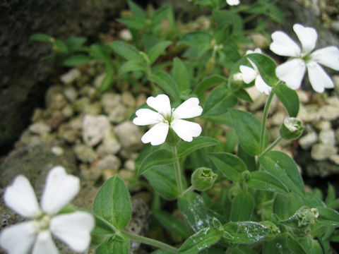 Silene sakhalinensis