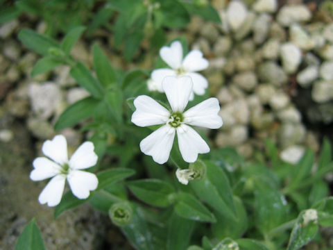 Silene sakhalinensis