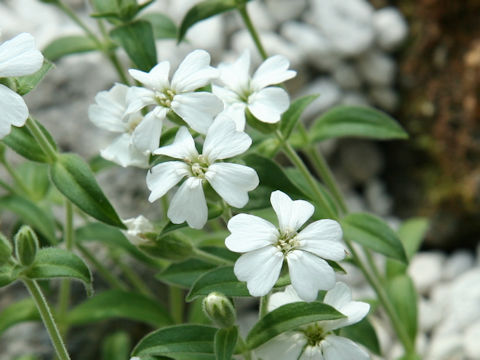 Silene sakhalinensis