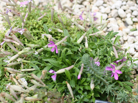 Silene schafta