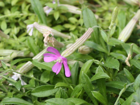 Silene schafta