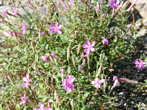 Silene schafta