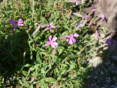 Silene schafta