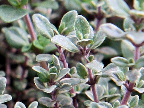 Thymus x citriodorus cv. Argenteus