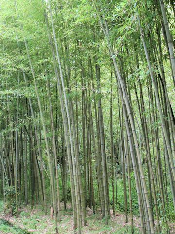 Phyllostachys nigra f. shimadake