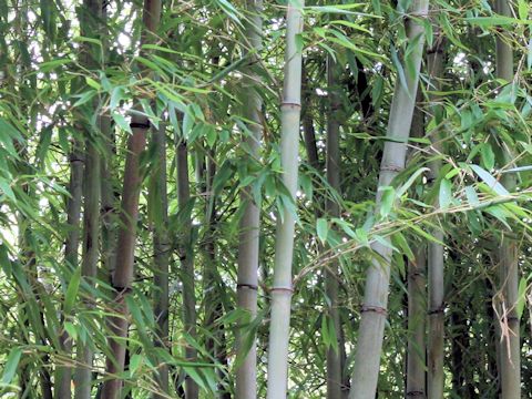 Phyllostachys nigra f. shimadake