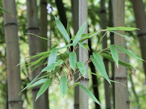 Phyllostachys nigra f. shimadake