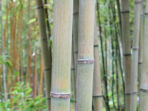 Phyllostachys nigra f. shimadake