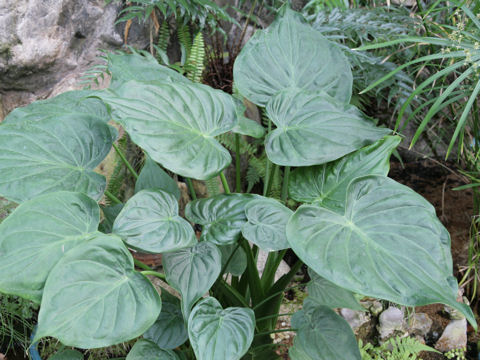 Alocasia cucullata