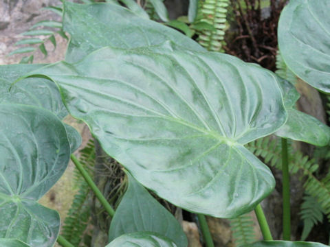 Alocasia cucullata