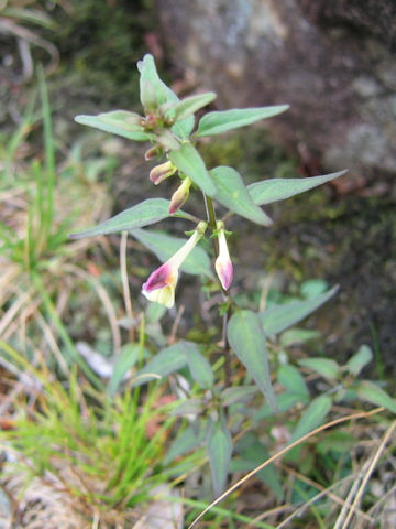 Melampyrum laxum var. laxum