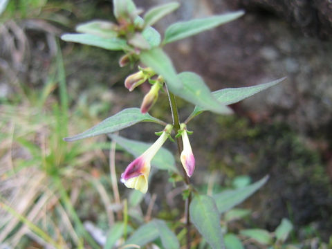 Melampyrum laxum var. laxum