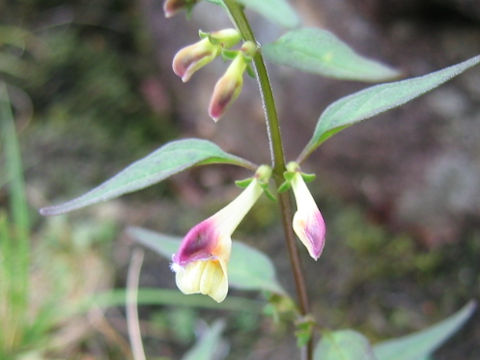 Melampyrum laxum var. laxum