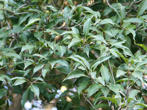 Osmanthus insularis