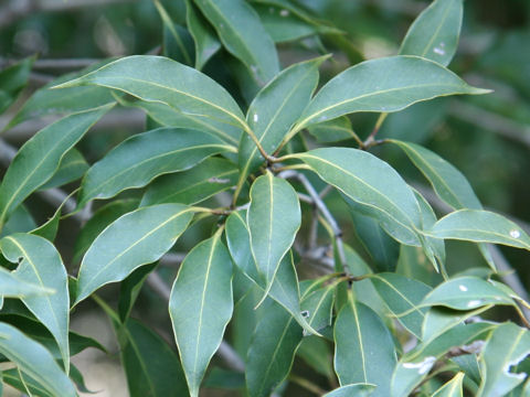 Osmanthus insularis