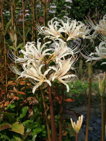 Lycoris x albiflora