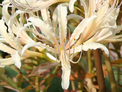 Lycoris x albiflora