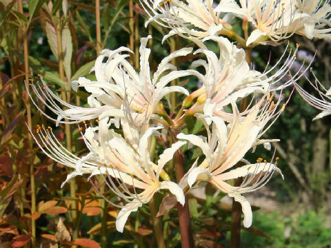 Lycoris x albiflora