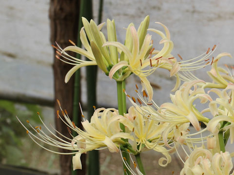 Lycoris x albiflora