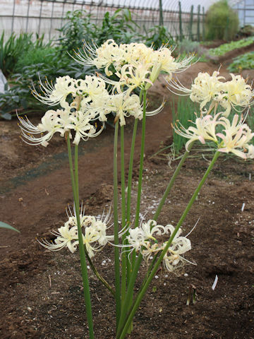 Lycoris x albiflora