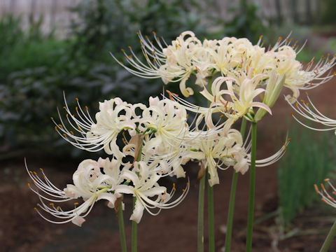 Lycoris x albiflora