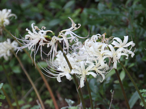 Lycoris x albiflora