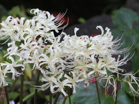 Lycoris x albiflora