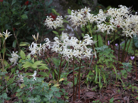 Lycoris x albiflora