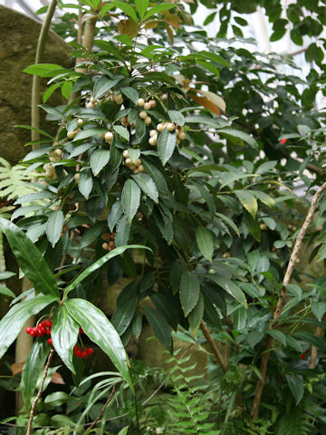 Ardisia crenata f. leucocarpa