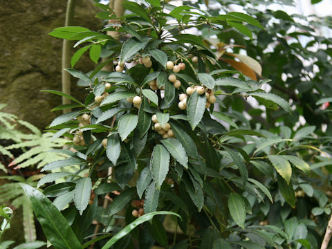 Ardisia crenata f. leucocarpa