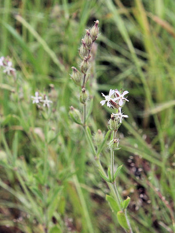 Silene gallica var. gallica