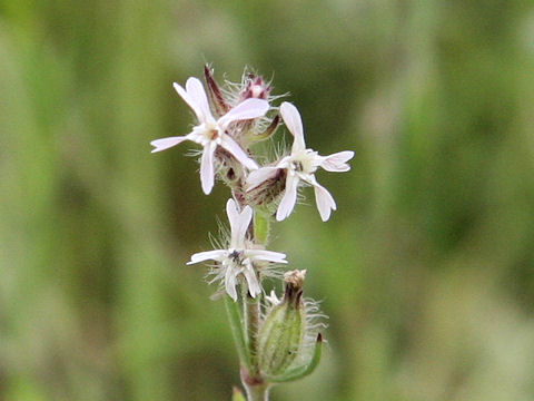 Silene gallica var. gallica