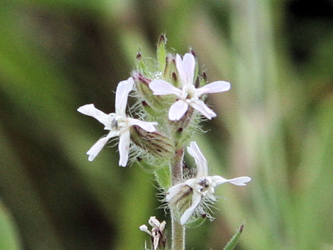 Silene gallica var. gallica