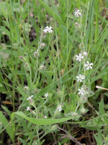 Silene gallica var. gallica