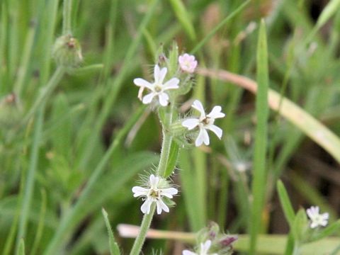 Silene gallica var. gallica