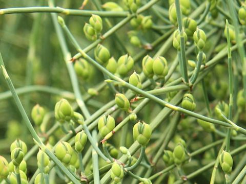 Ephedra sinica