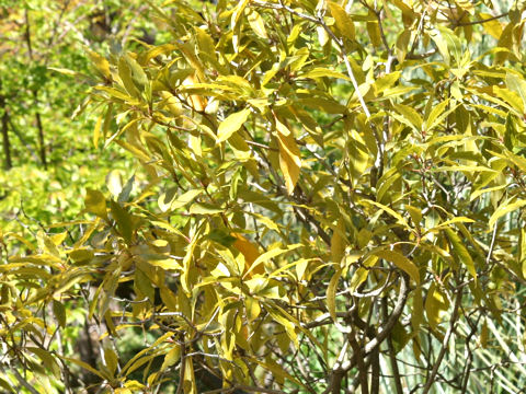 Pittosporum undulatum