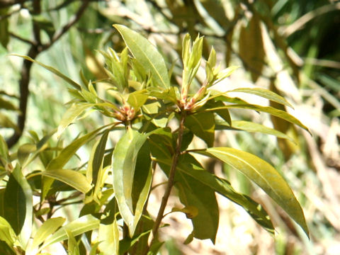 Pittosporum undulatum