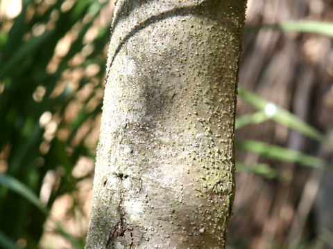 Pittosporum undulatum