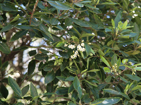 Pittosporum undulatum