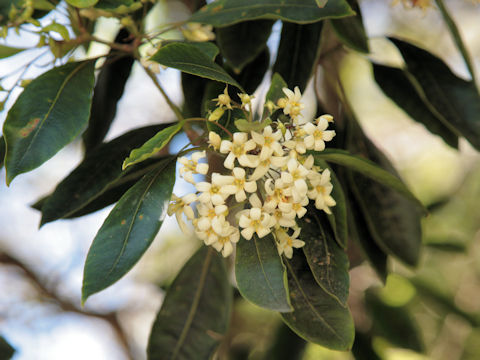 Pittosporum undulatum