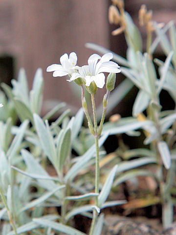 Cerastium tomemtosum