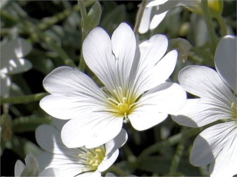 Cerastium tomemtosum