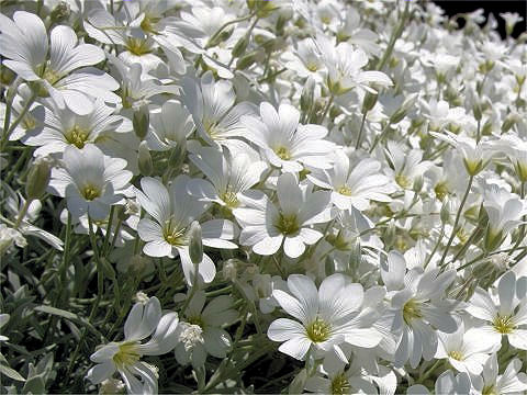 Cerastium tomemtosum