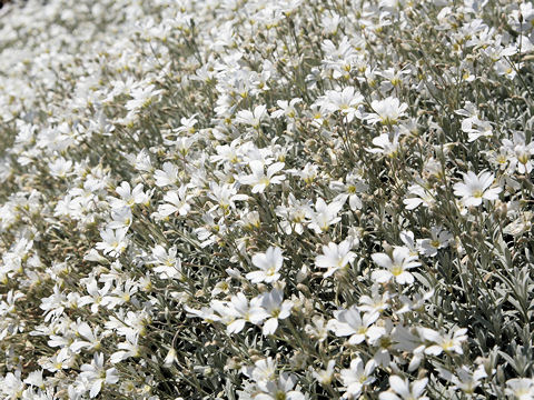 Cerastium tomemtosum