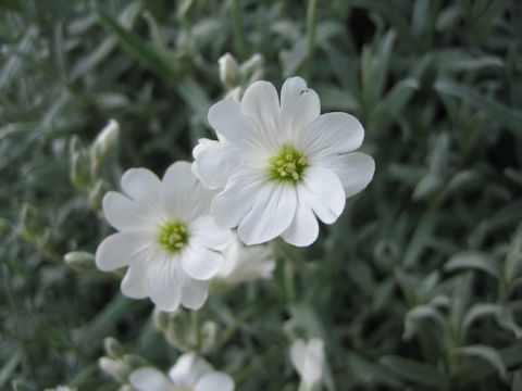 Cerastium tomemtosum