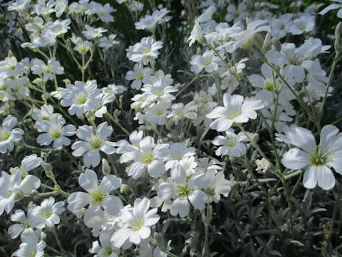 Cerastium tomemtosum