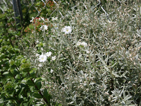 Cerastium tomemtosum